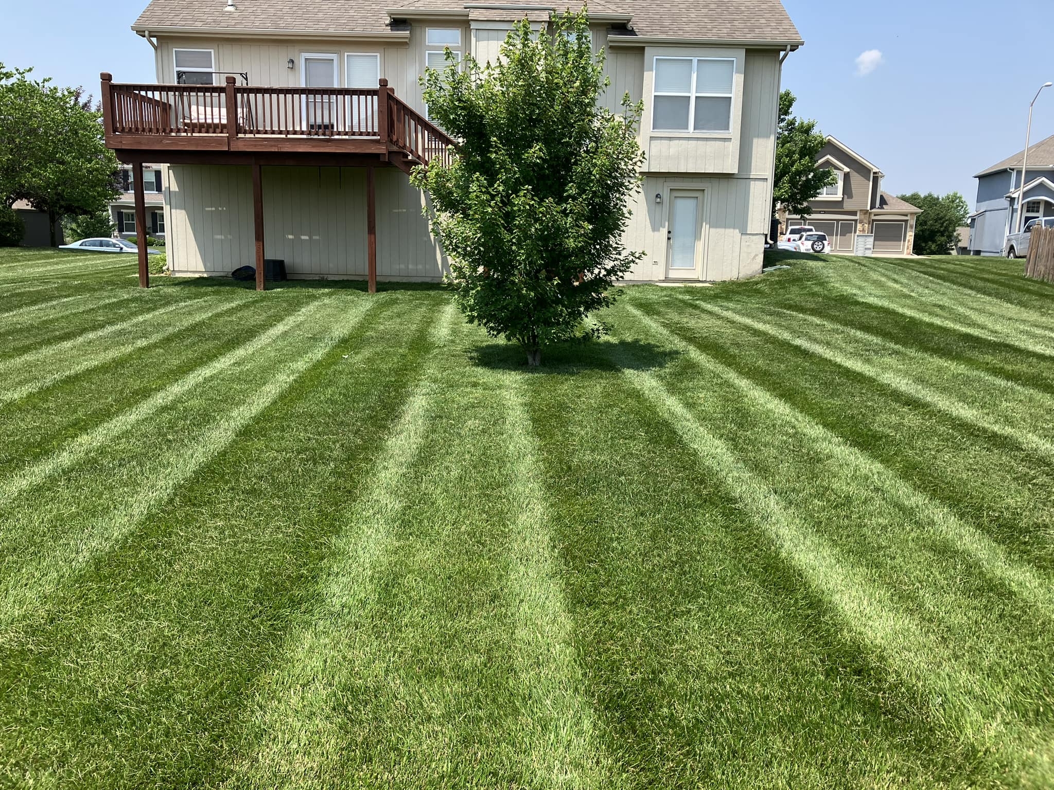 Thick green residential yard